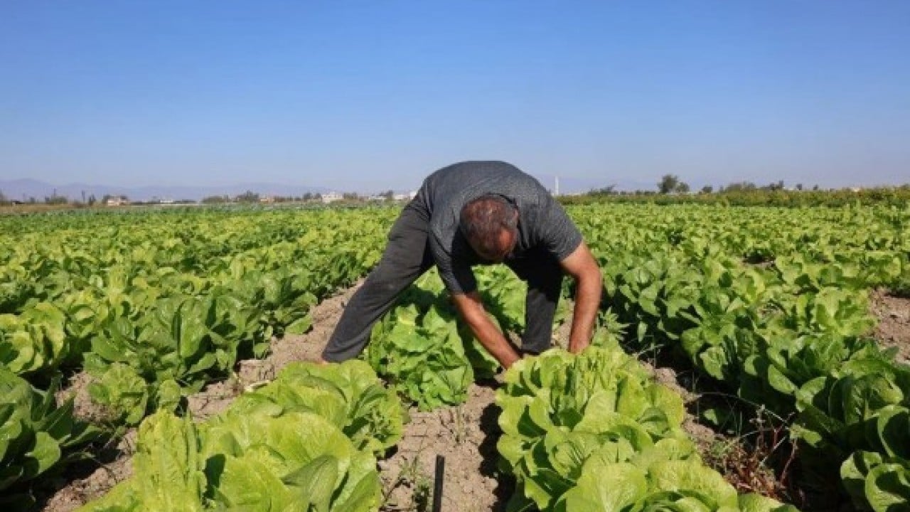 Foto - Tarlada 25 manavda 70 lira! Hatay'da hasadı erken başladı