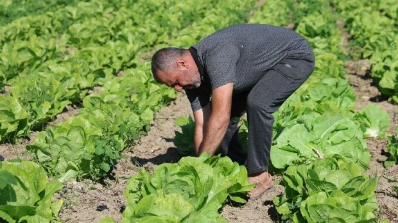 Tarlada 25 manavda 70 lira! Hatay'da hasadı erken başladı