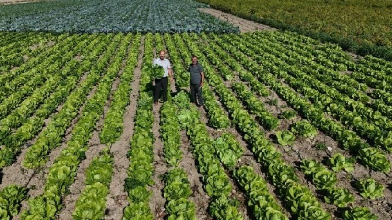 Foto - Tarlada 25 manavda 70 lira! Hatay'da hasadı erken başladı