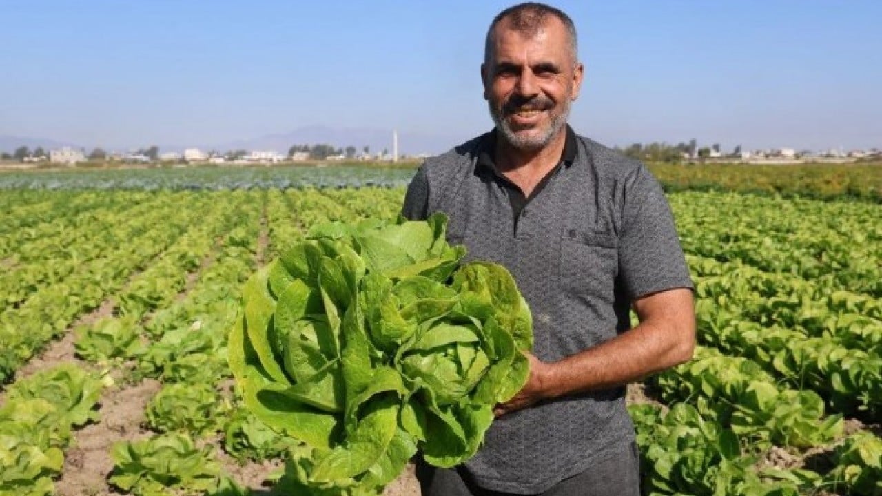 Foto - Tarlada 25 manavda 70 lira! Hatay'da hasadı erken başladı