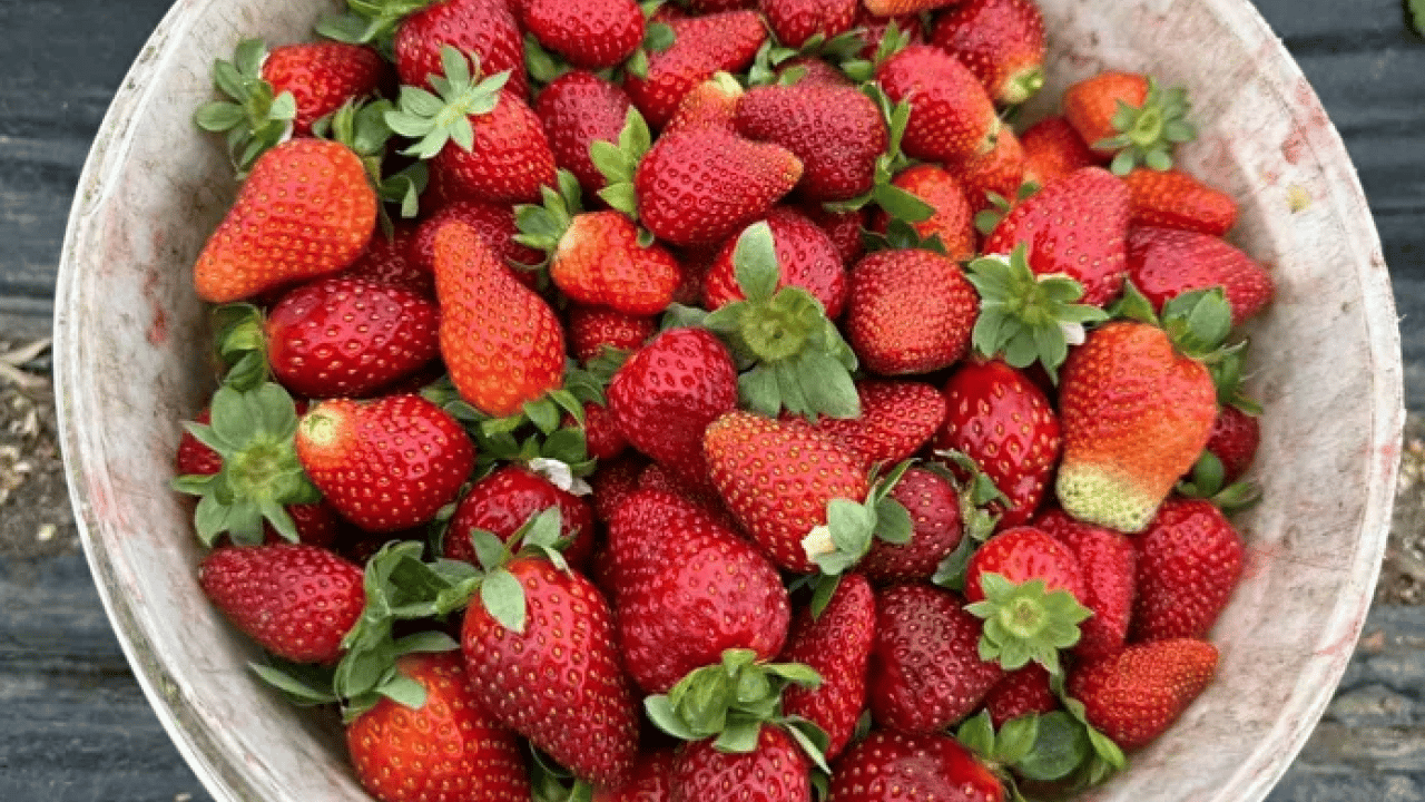 Foto - Tarlada 35 TL, markette 150 TL! Çilek üreticisi isyan etti