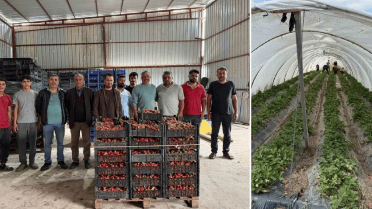 Tarlada 35 TL, markette 150 TL! Çilek üreticisi isyan etti