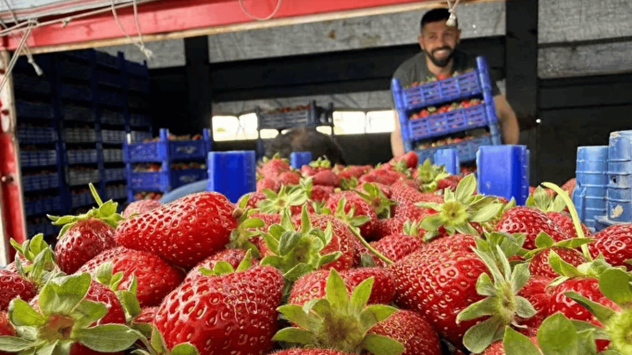 Foto - Tarlada 35 TL, markette 150 TL! Çilek üreticisi isyan etti