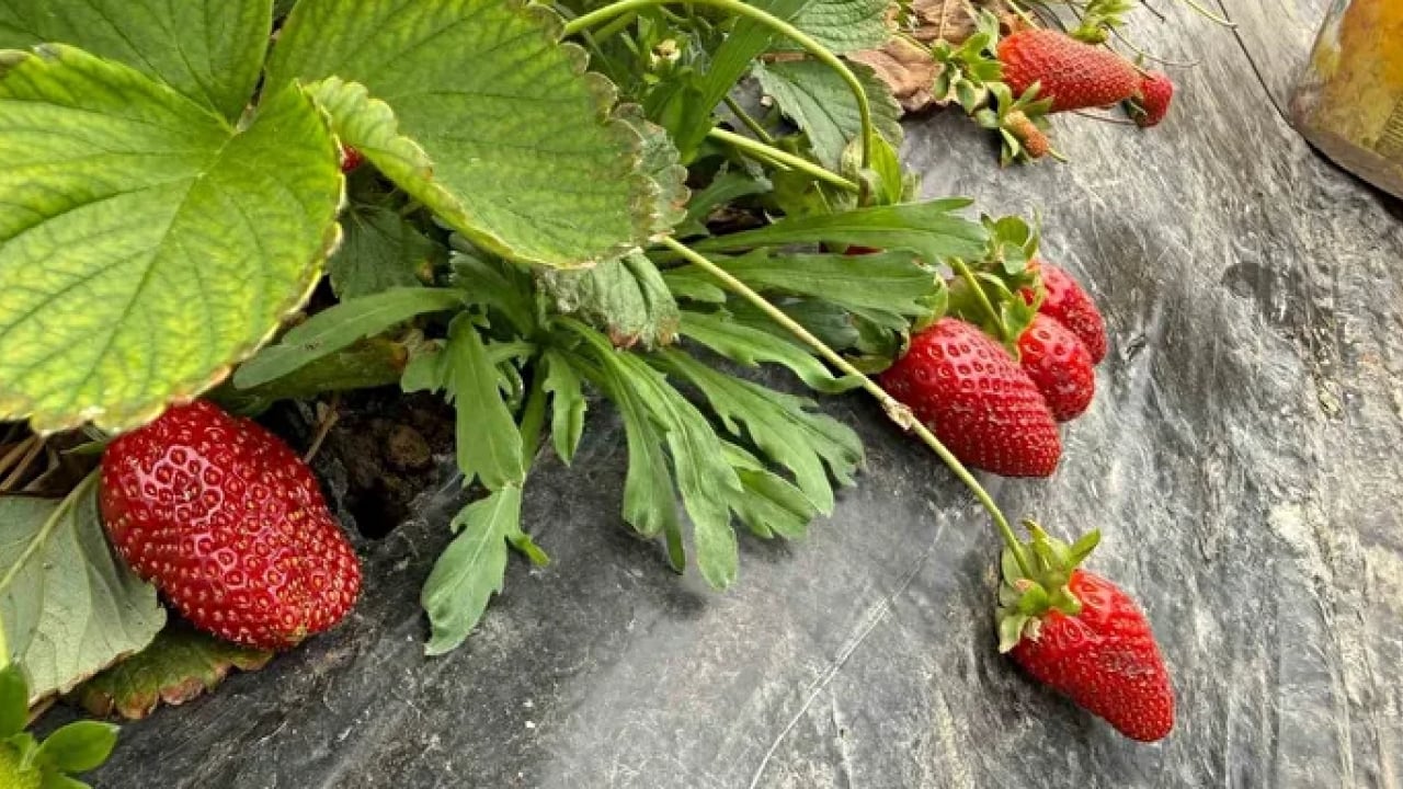 Foto - Tarlada 35 TL, markette 150 TL! Çilek üreticisi isyan etti