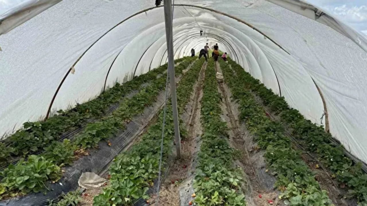 Foto - Tarlada 35 TL, markette 150 TL! Çilek üreticisi isyan etti