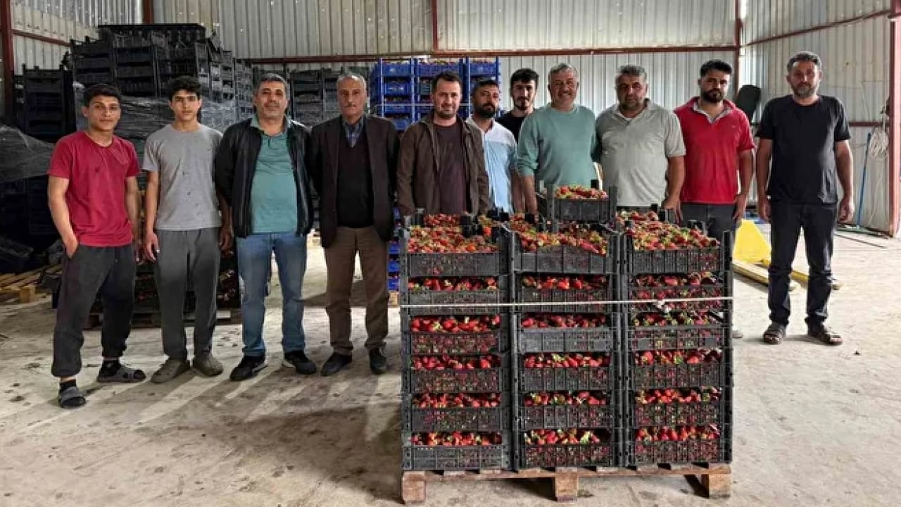 Foto - Tarlada 35 TL, markette 150 TL! Çilek üreticisi isyan etti