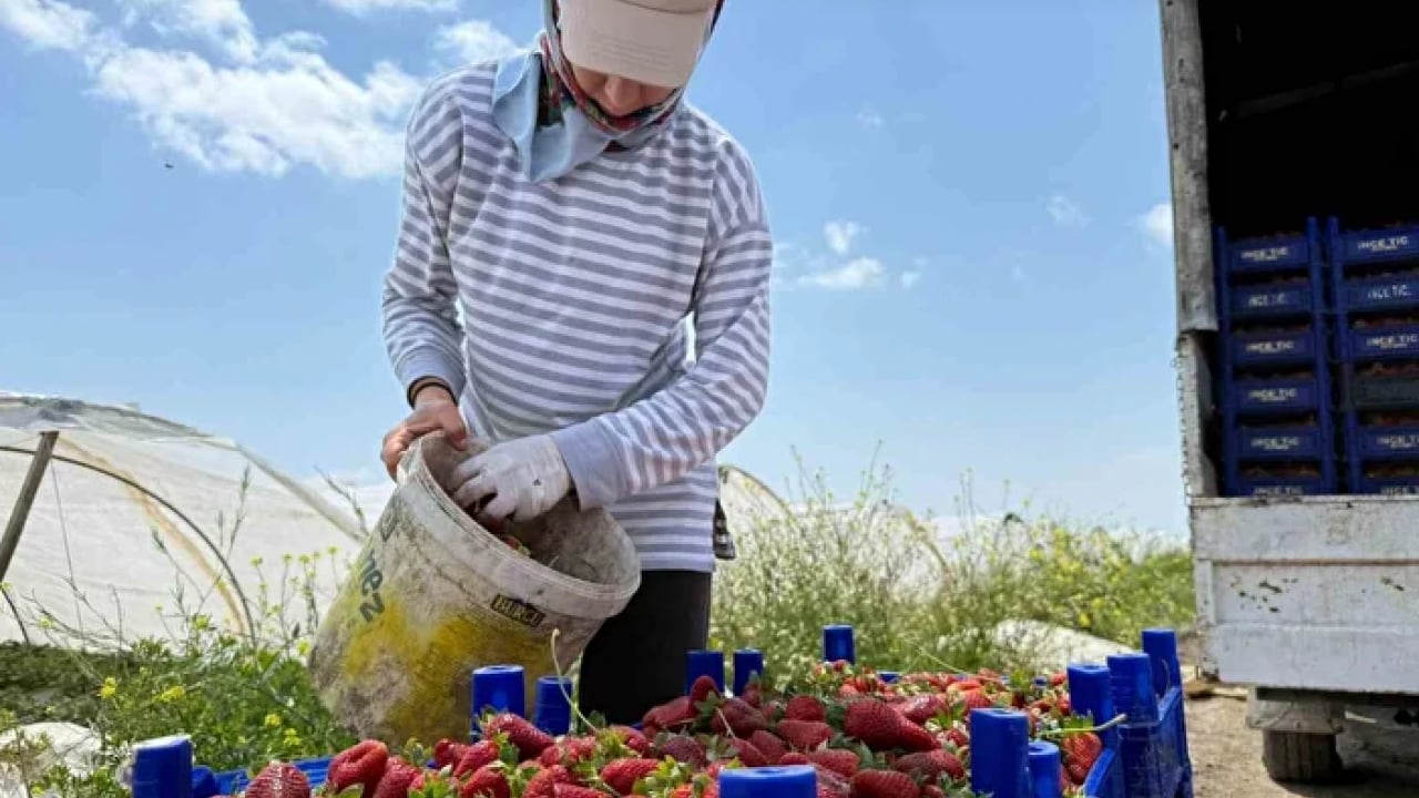 Foto - Tarlada 35 TL, markette 150 TL! Çilek üreticisi isyan etti