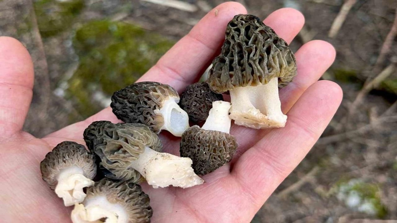 Foto - Tarlada gören üstüne atlıyor! Kilosu eti katladı, talebe yetişilemiyor