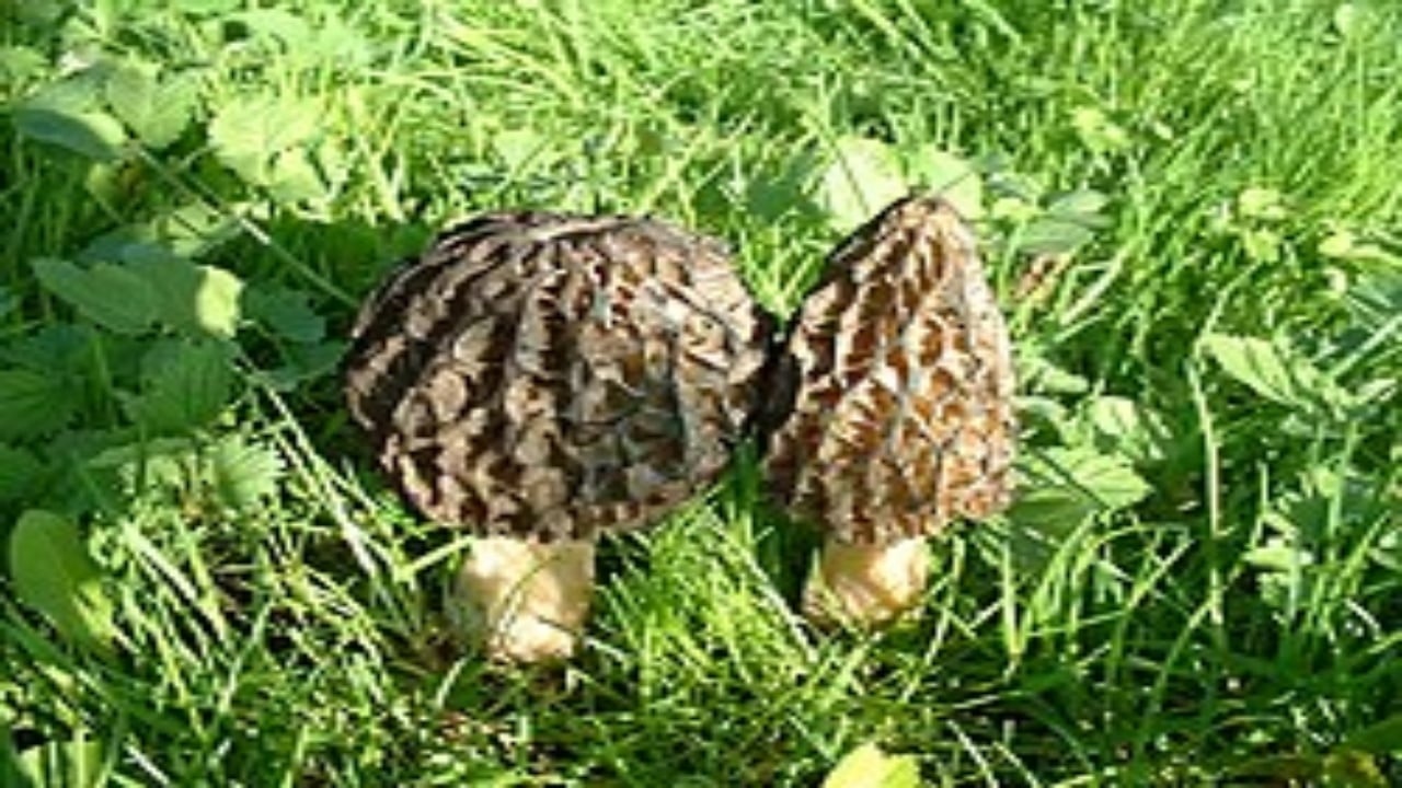 Foto - Tarlada gören üstüne atlıyor! Kilosu eti katladı, talebe yetişilemiyor