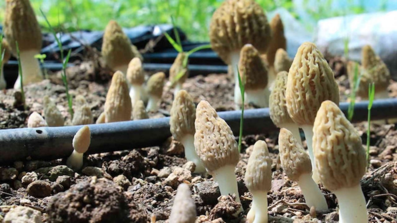 Tarlada gören üstüne atlıyor! Kilosu eti katladı, talebe yetişilemiyor