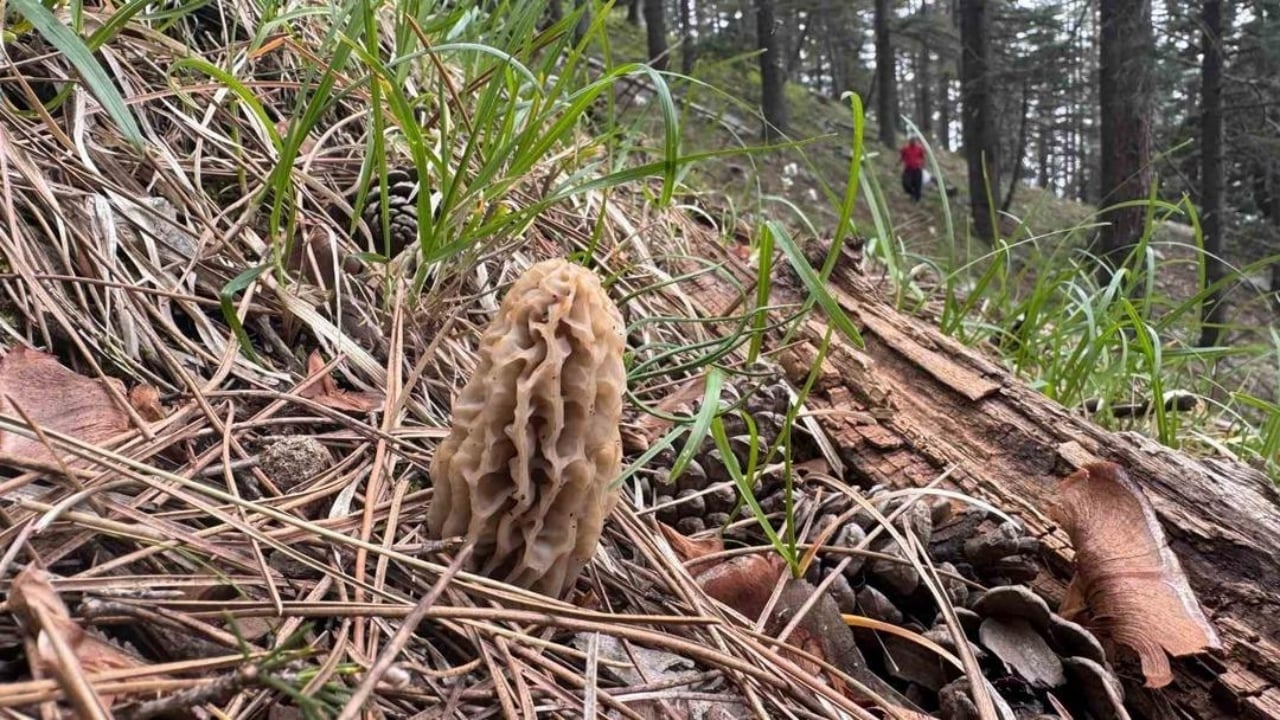 Foto - Tarlada gören üstüne atlıyor! Kilosu eti katladı, talebe yetişilemiyor