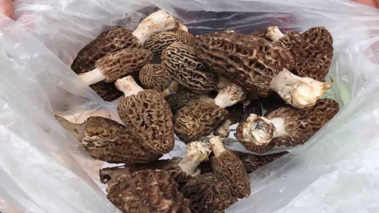 Foto - Tarlada gören üstüne atlıyor! Kilosu eti katladı, talebe yetişilemiyor