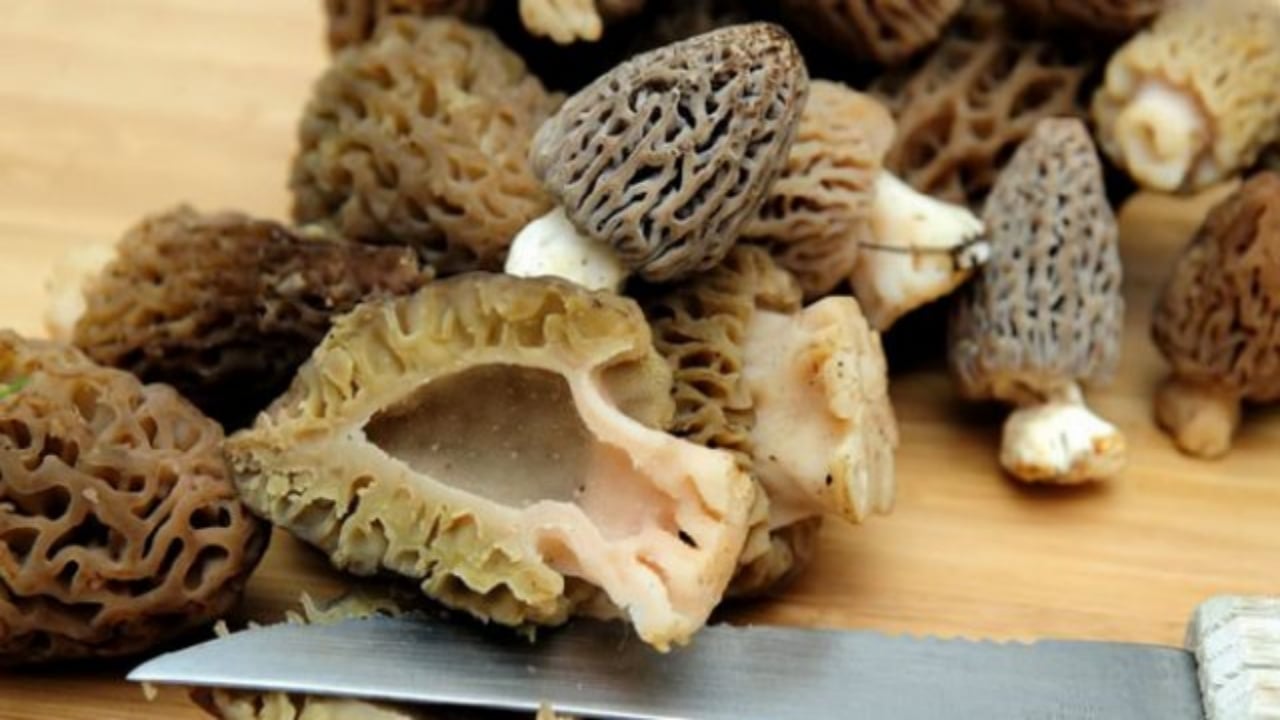 Foto - Tarlada gören üstüne atlıyor! Kilosu eti katladı, talebe yetişilemiyor