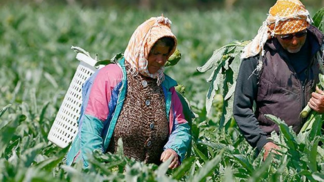 Tarlada sıraya girdiler! Türk ürünü için Avrupa devleri yarışıyor, tanesi 400 TL