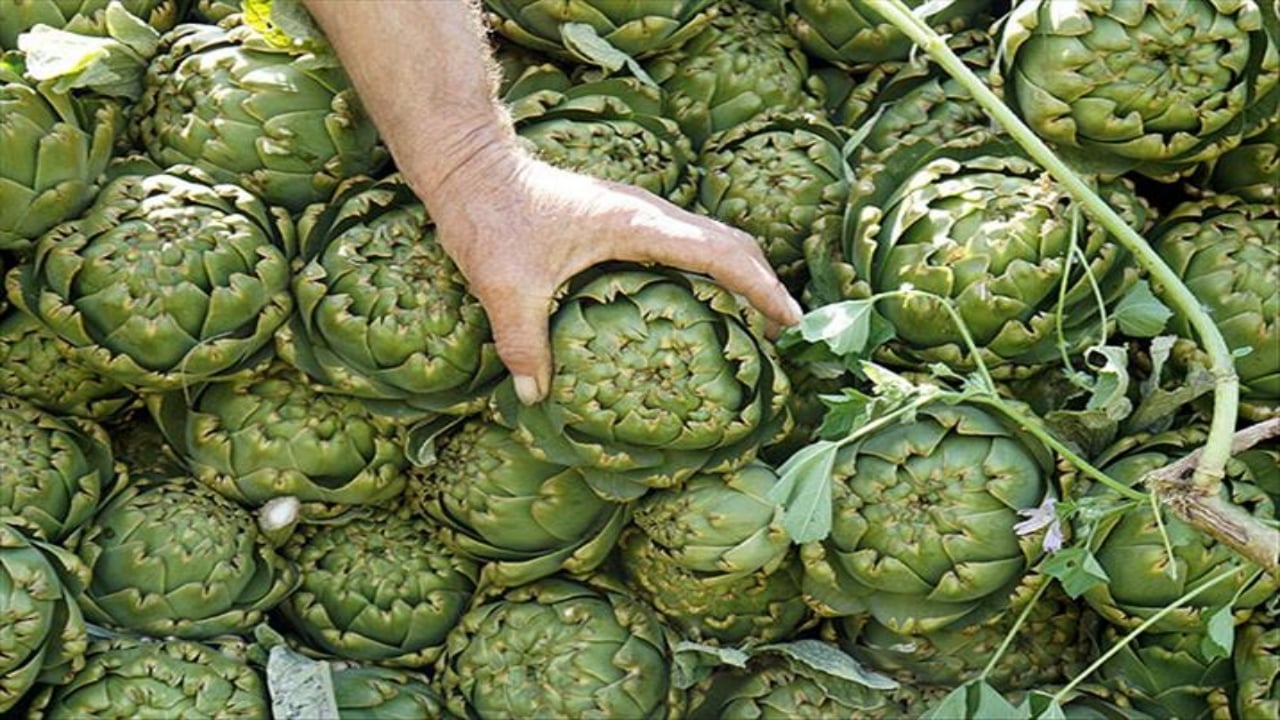 Foto - Tarlada sıraya girdiler! Türk ürünü için Avrupa devleri yarışıyor, tanesi 400 TL