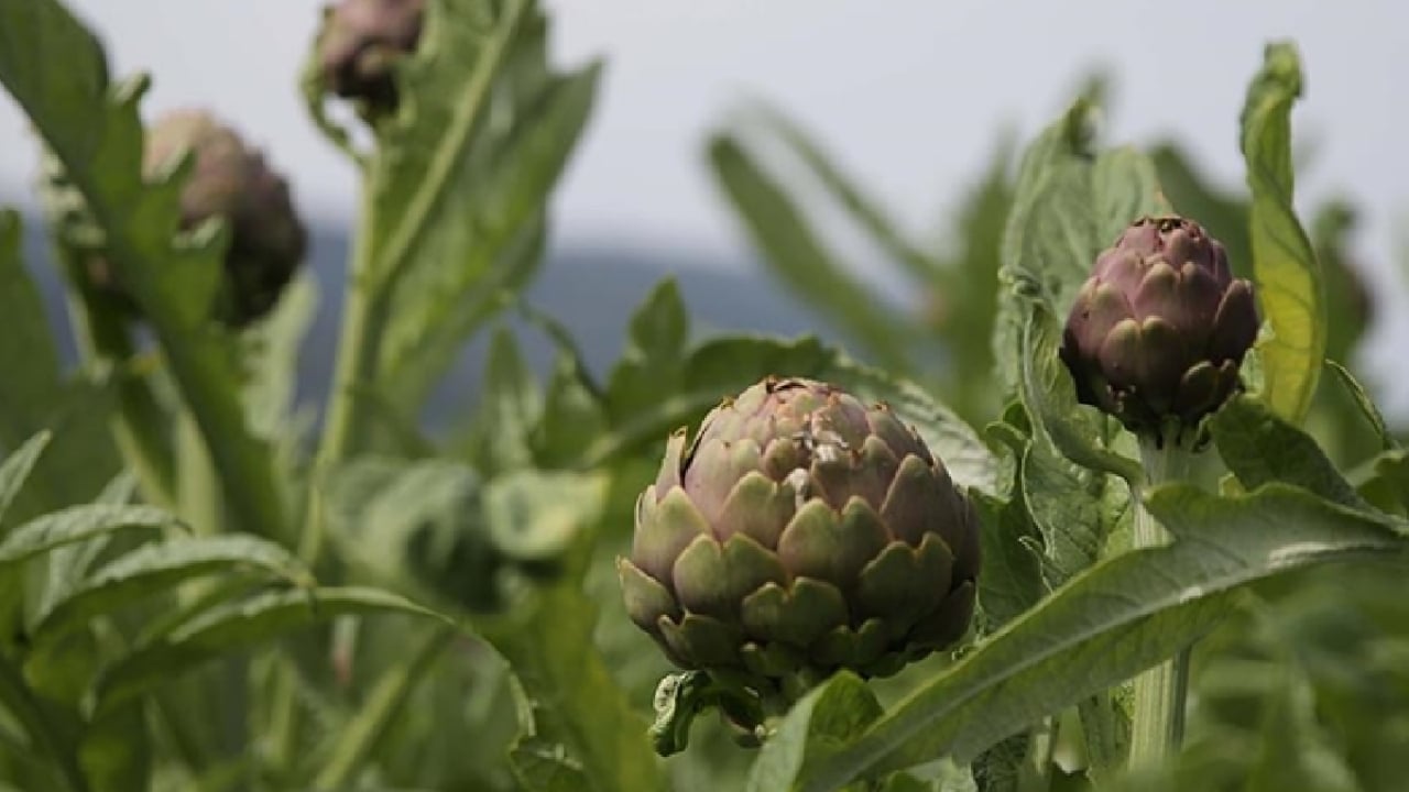 Foto - Tarlada sıraya girdiler! Türk ürünü için Avrupa devleri yarışıyor, tanesi 400 TL