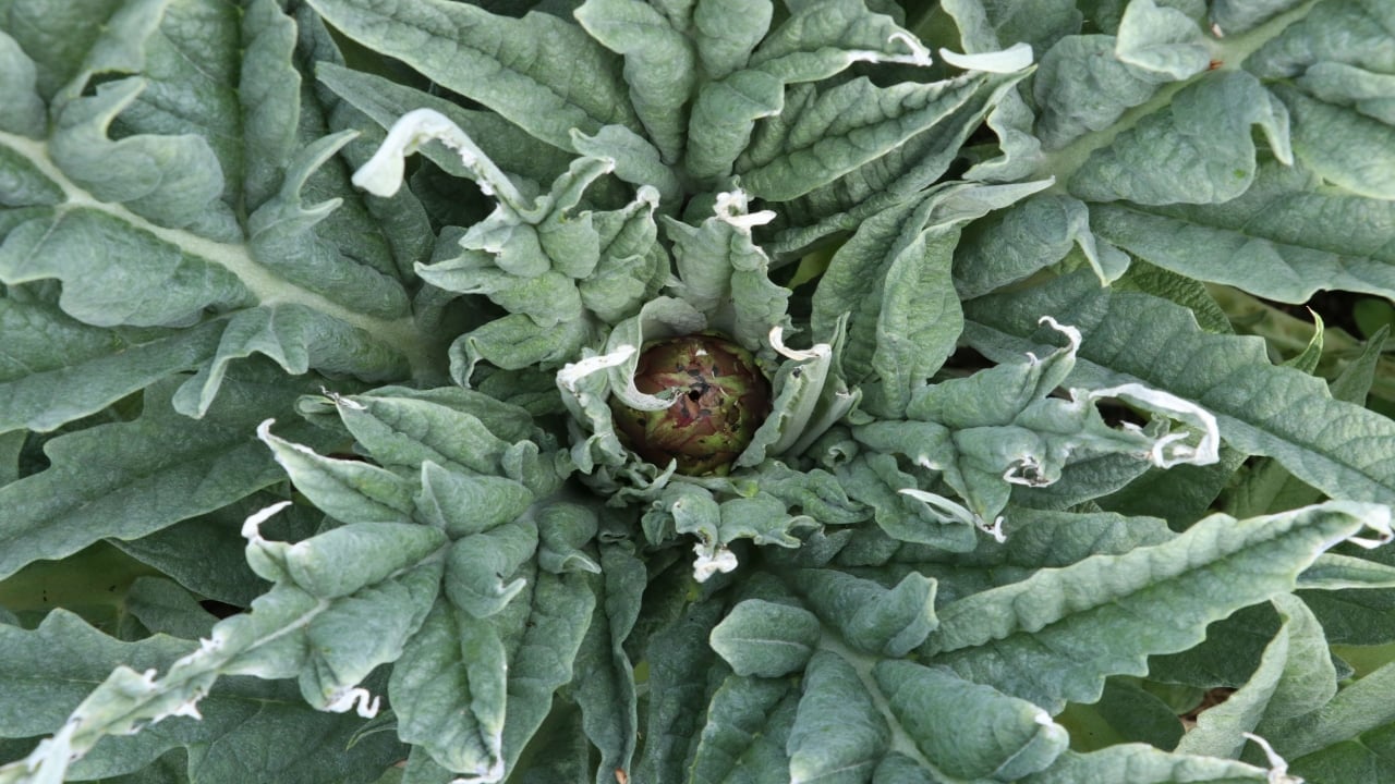 Foto - Tarlada sıraya girdiler! Türk ürünü için Avrupa devleri yarışıyor, tanesi 400 TL