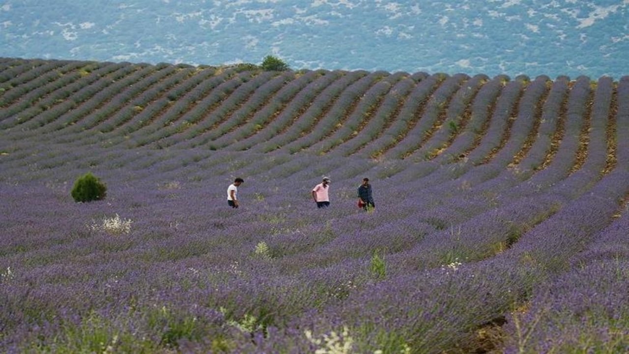 Foto - Tarlası olan servet sahibi oluyor! Bir kez eken 15 yıl boyunca para basıyor: İşte köşeyi döndüren "mor altın"