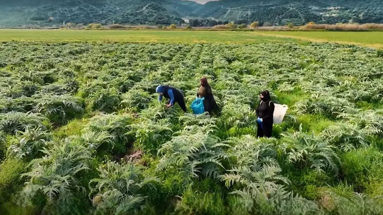 Tarlasına bu ürünü eken küçücük mahalle zengin oldu! Dönüm başına 60 bin lira kazanıyorlar