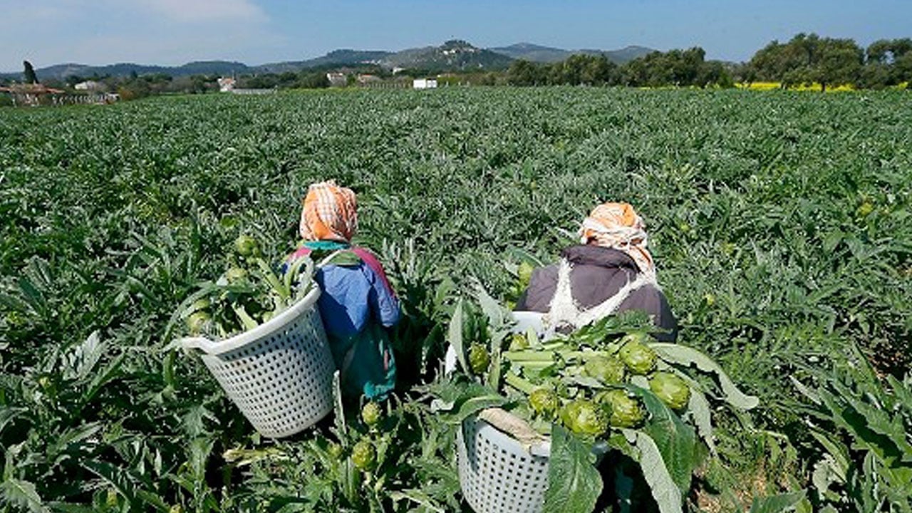 Foto - Tarlasına bu ürünü eken küçücük mahalle zengin oldu! Dönüm başına 60 bin lira kazanıyorlar