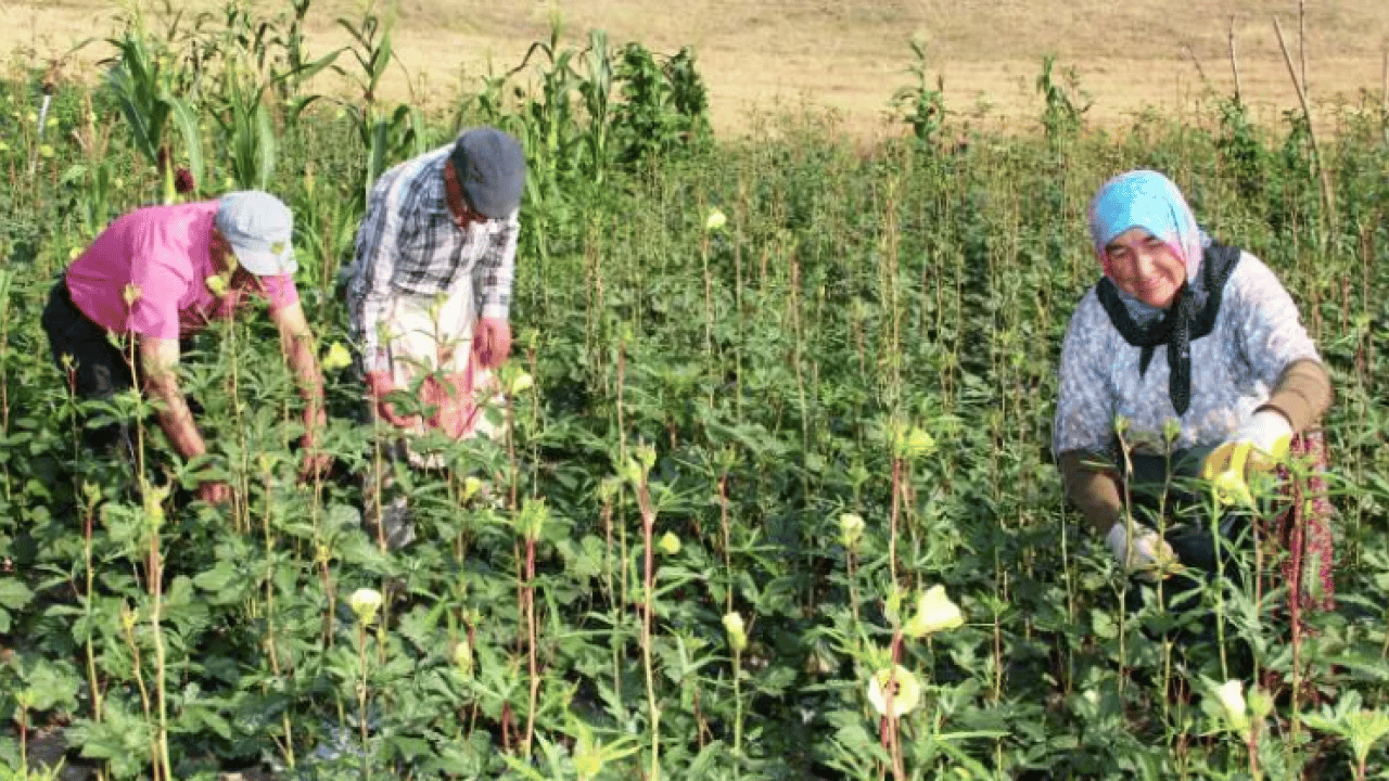 Foto - Tarlasına eken köşeyi dönüyor! Yıllarca getiri sağlıyor!