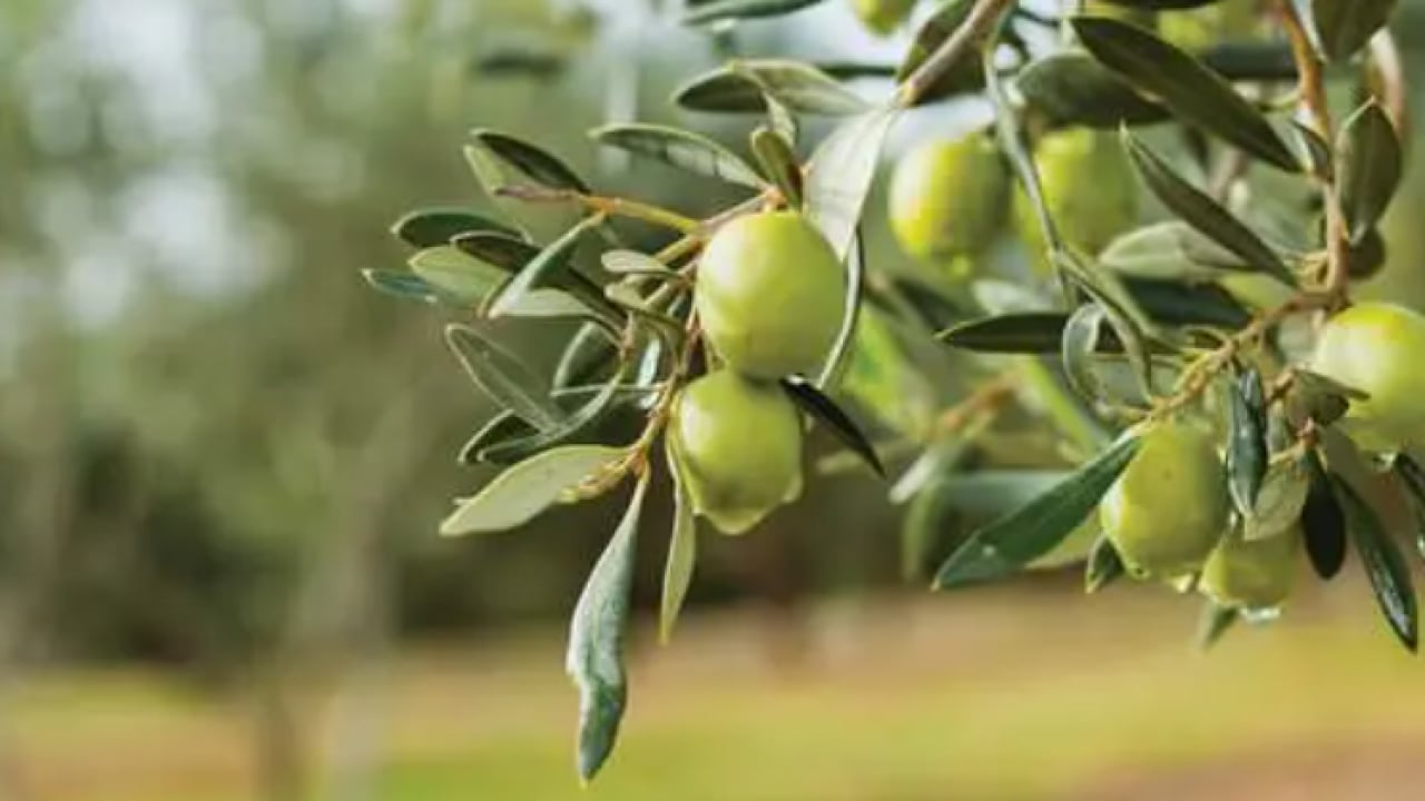 Foto - Tarlasına eken köşeyi dönüyor! Yıllarca getiri sağlıyor!