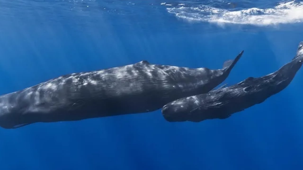 Foto - Taş sanıp geçmeyin, içinden servet çıkabilir: Gramı altından değerli! Sahilde bu gri parçayı gören köşeyi dönüyor
