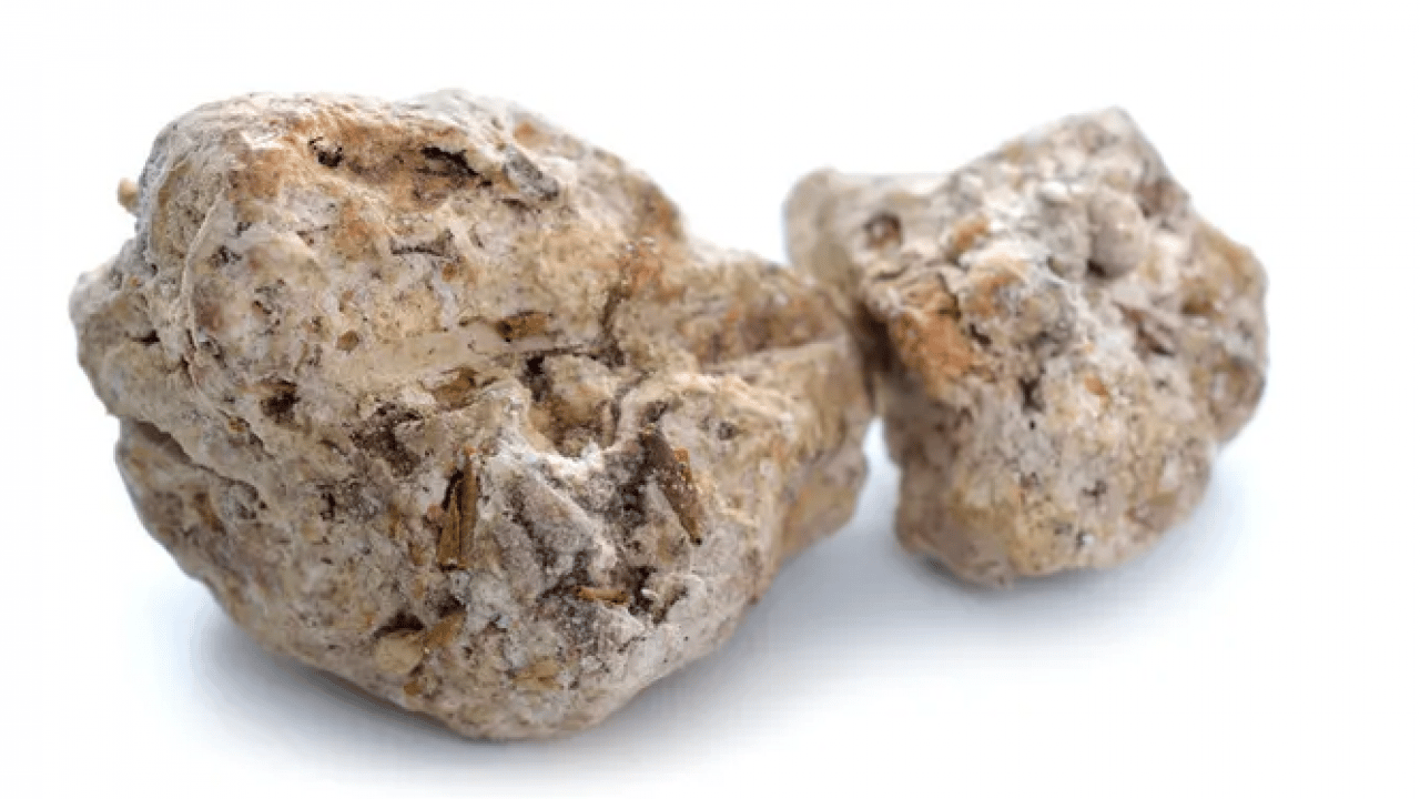 Foto - Taş sanıp geçmeyin, içinden servet çıkabilir: Gramı altından değerli! Sahilde bu gri parçayı gören köşeyi dönüyor