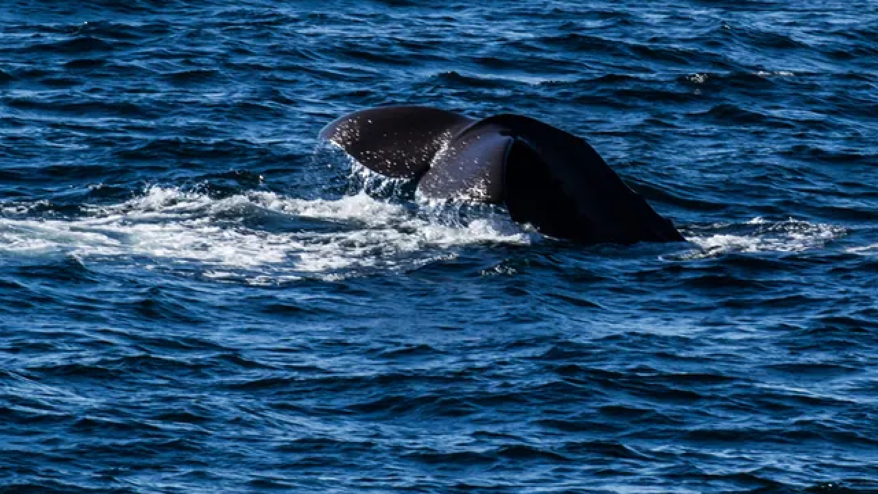 Foto - Taş sanıp geçmeyin, içinden servet çıkabilir: Gramı altından değerli! Sahilde bu gri parçayı gören köşeyi dönüyor