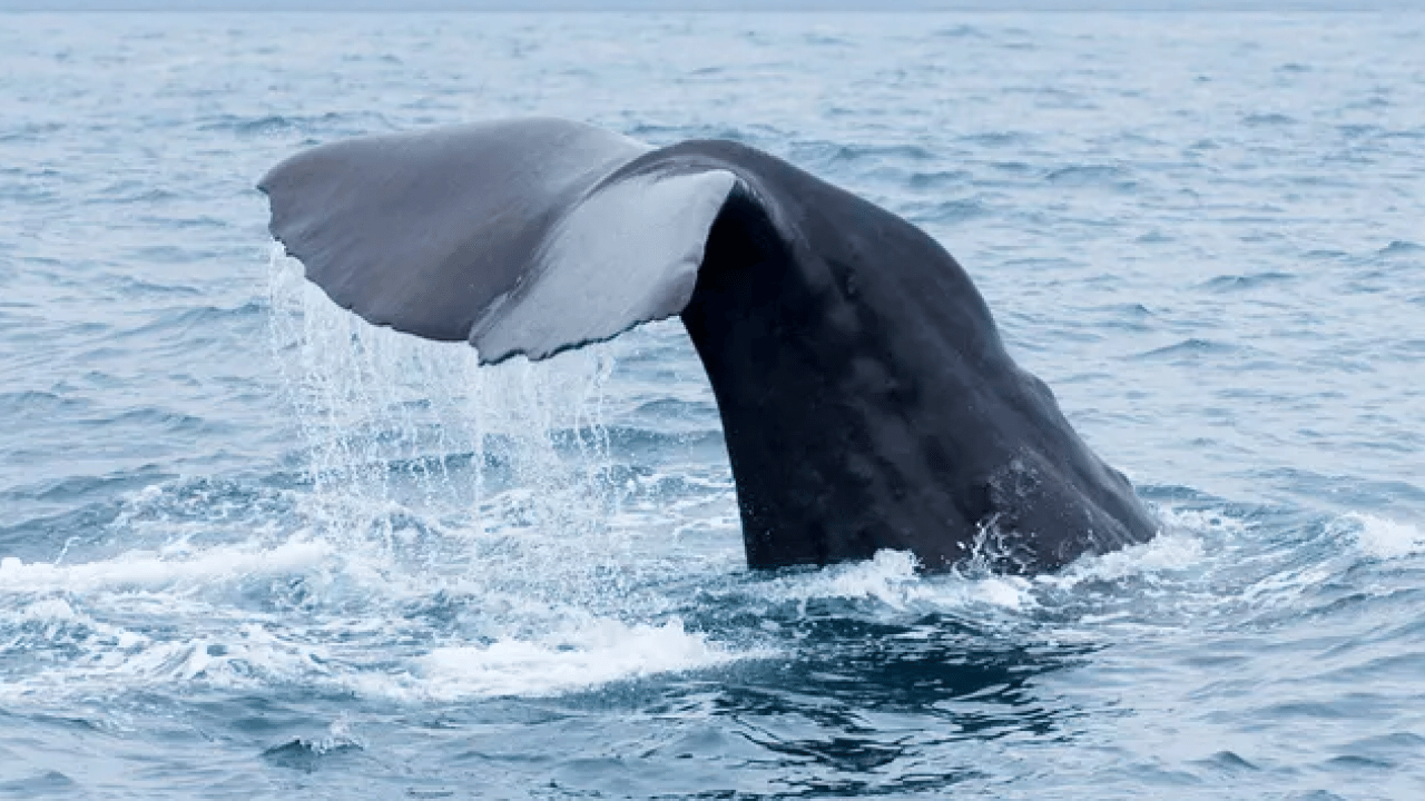 Foto - Taş sanıp geçmeyin, içinden servet çıkabilir: Gramı altından değerli! Sahilde bu gri parçayı gören köşeyi dönüyor