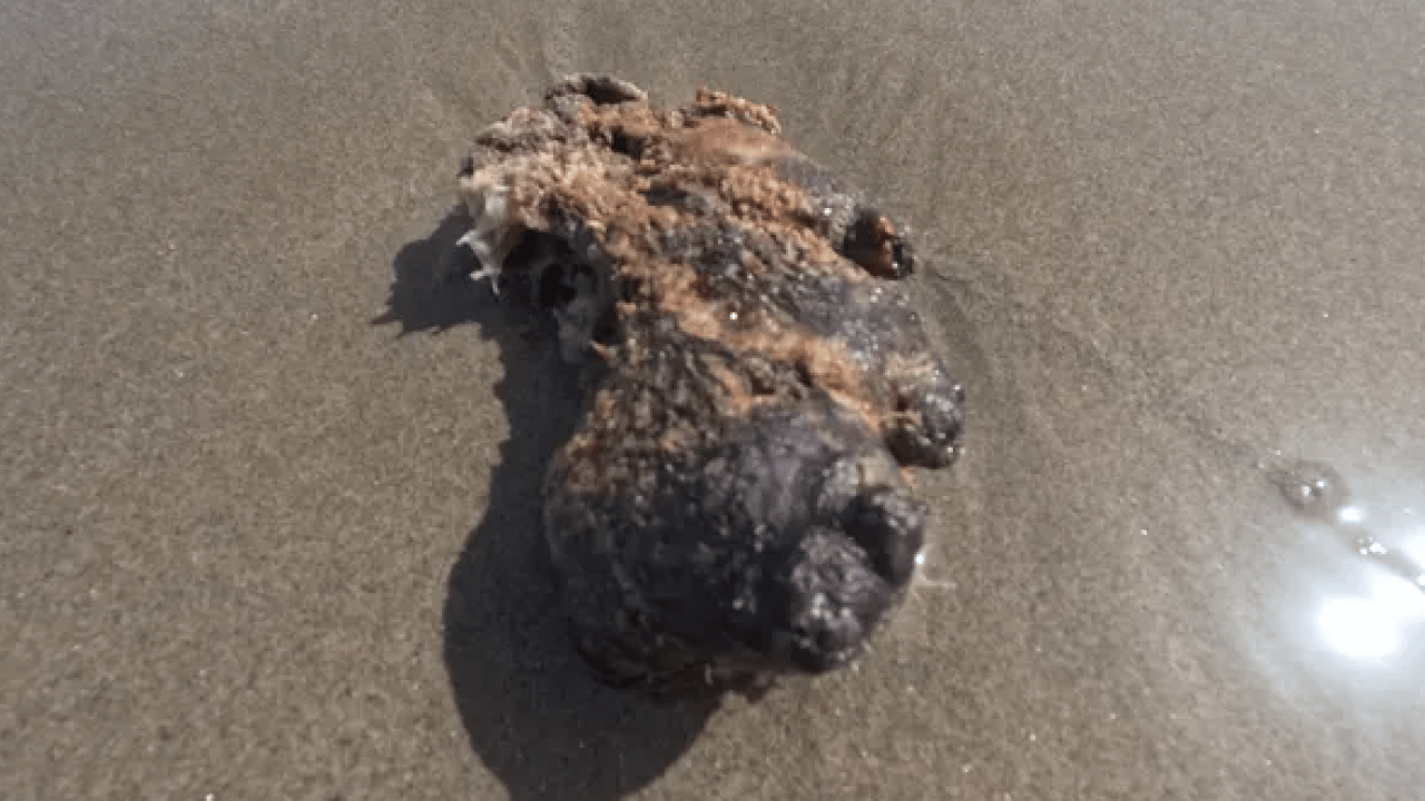 Foto - Taş sanıp geçmeyin, içinden servet çıkabilir: Gramı altından değerli! Sahilde bu gri parçayı gören köşeyi dönüyor