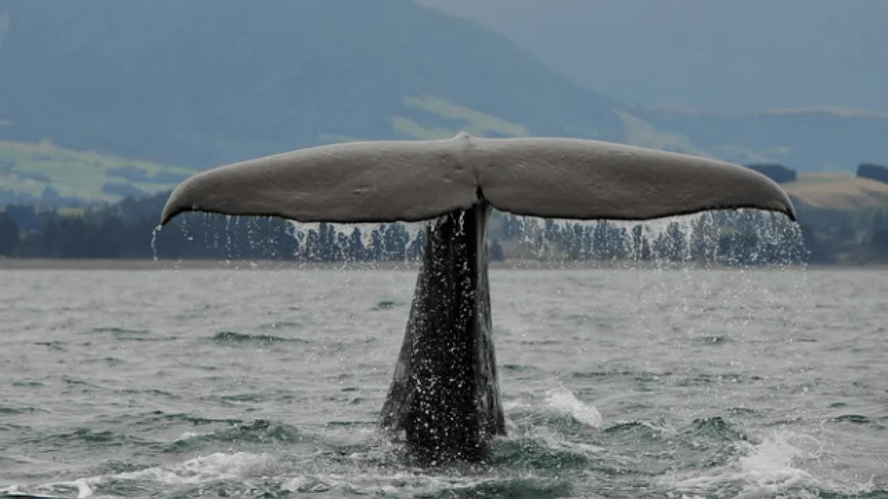Foto - Taş sanıp geçmeyin, içinden servet çıkabilir: Gramı altından değerli! Sahilde bu gri parçayı gören köşeyi dönüyor