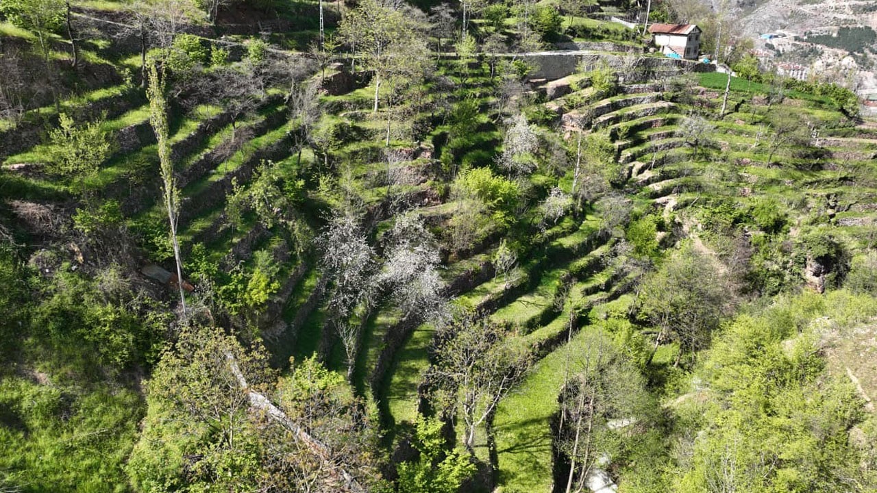 Foto - Taş taş örerek dağı tarlaya çevirdi 