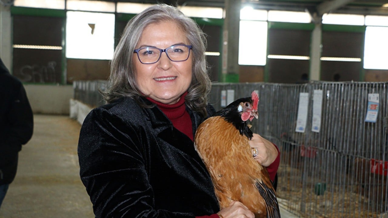 Foto - Tavuk doktoru görev başında