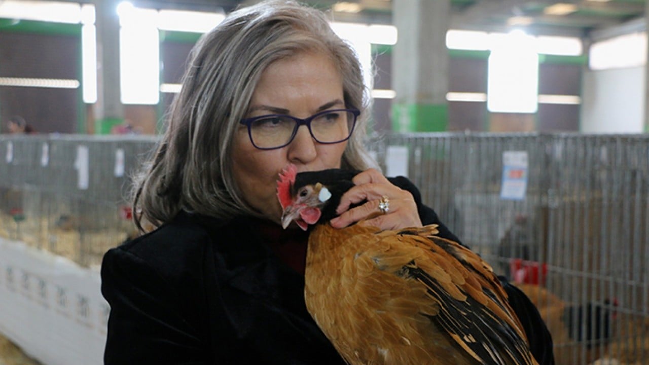Foto - Tavuk doktoru görev başında