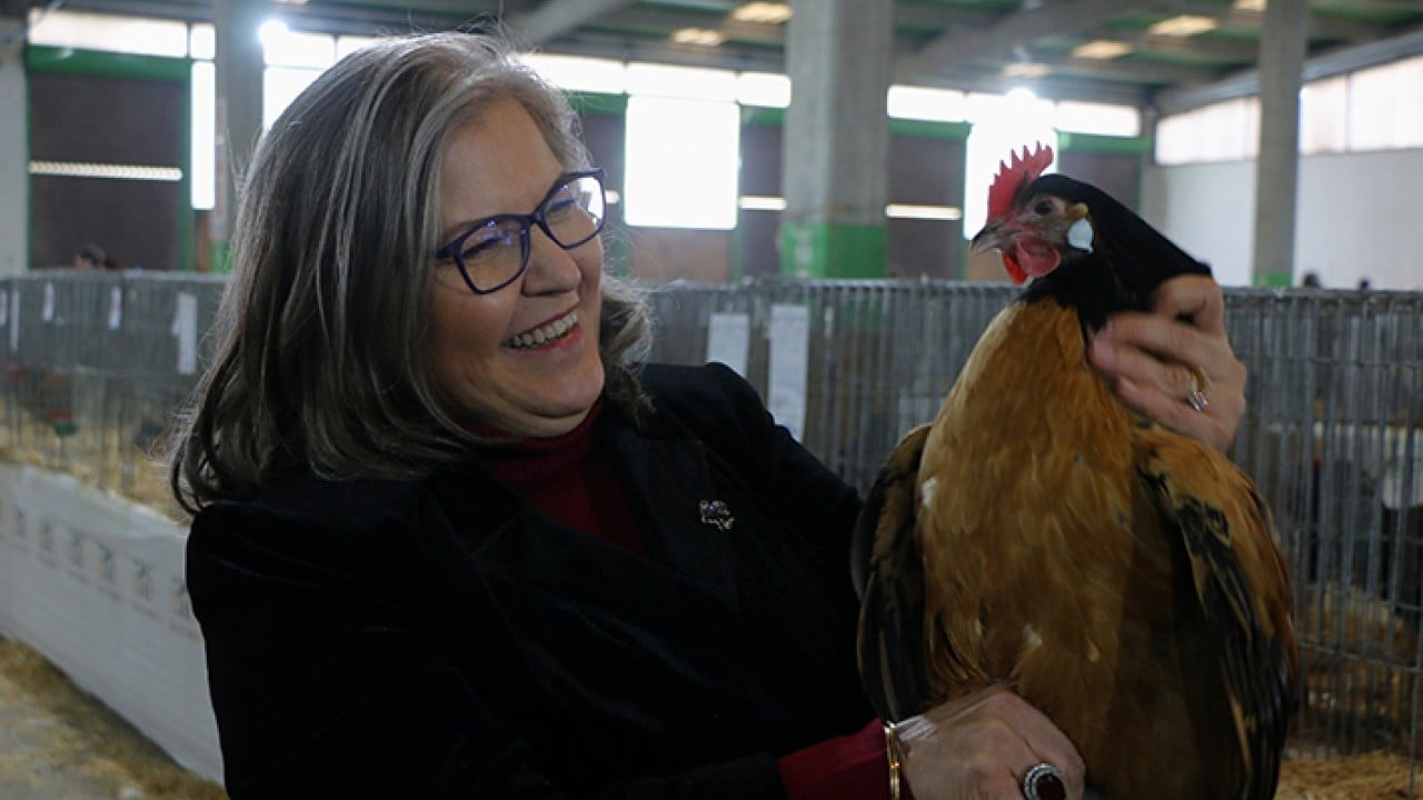 Foto - Tavuk doktoru görev başında