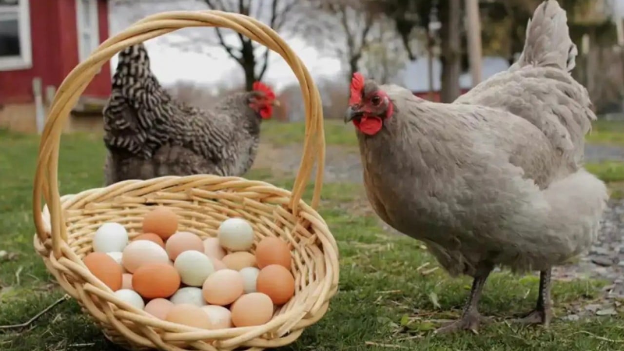 Foto - Tavuk eti ve yumurta üretiminde artış sürüyor