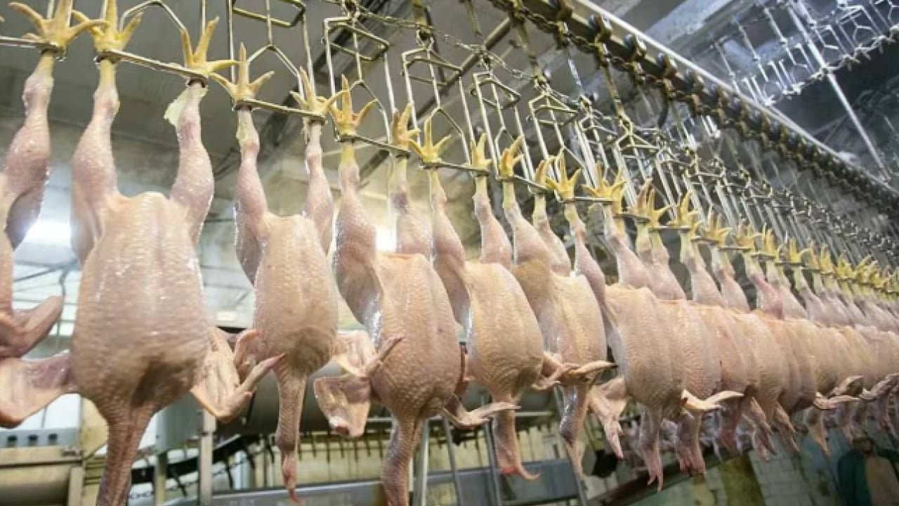 Foto - Tavuk fiyatlarına ‘ihracat’ freni: Bakanlık Ramazan zamcılarına acımadı