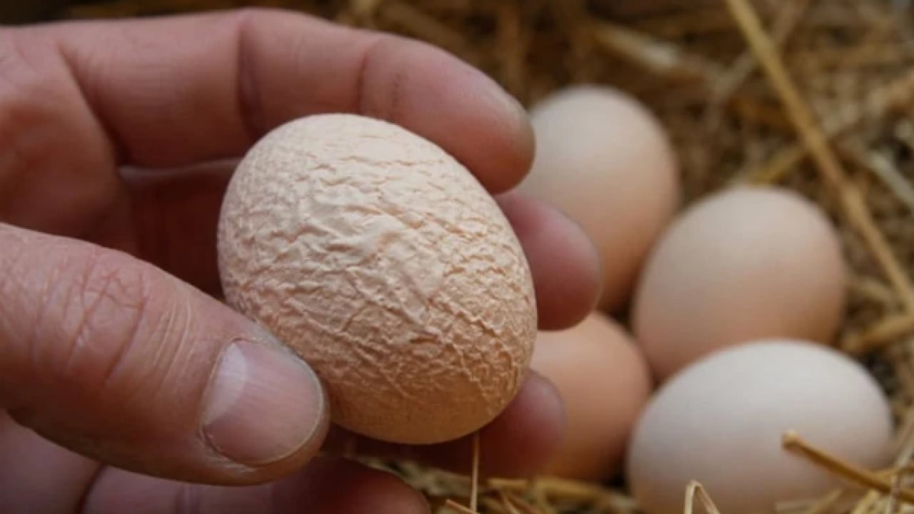 Foto - Tavuklar buruşuk yumurtladı! Nedeni sonradan anlaşıldı!