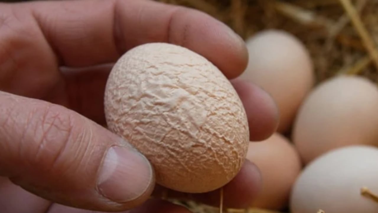Tavuklar buruşuk yumurtladı! Nedeni sonradan anlaşıldı!