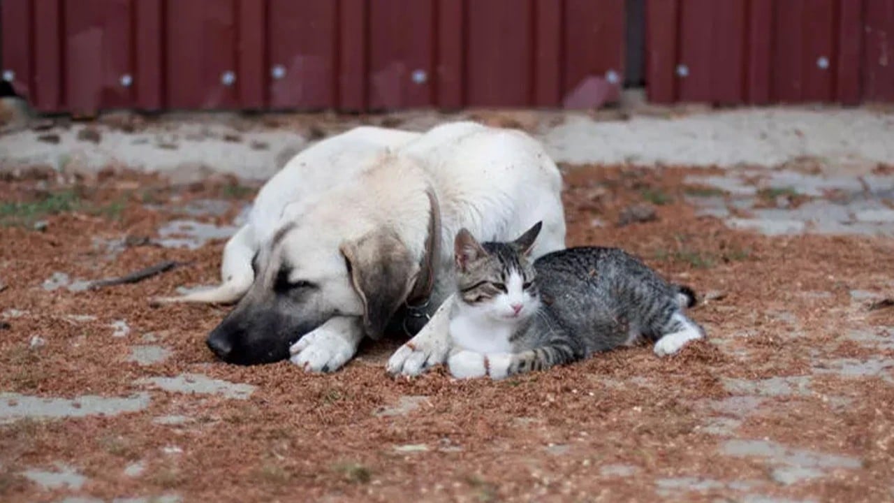 Foto - TBMM'den sızan talepler ağızları açık bıraktı! Vatandaş dilekçe verdi Meclis karıştı!