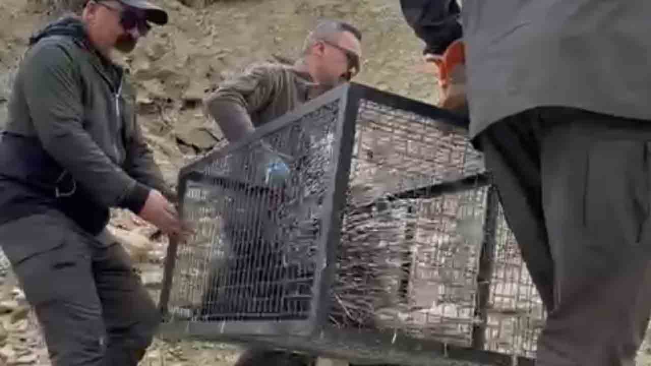 Foto - Tedaviyle hayata tutundu: Hint oklu kirpi doğaya döndü