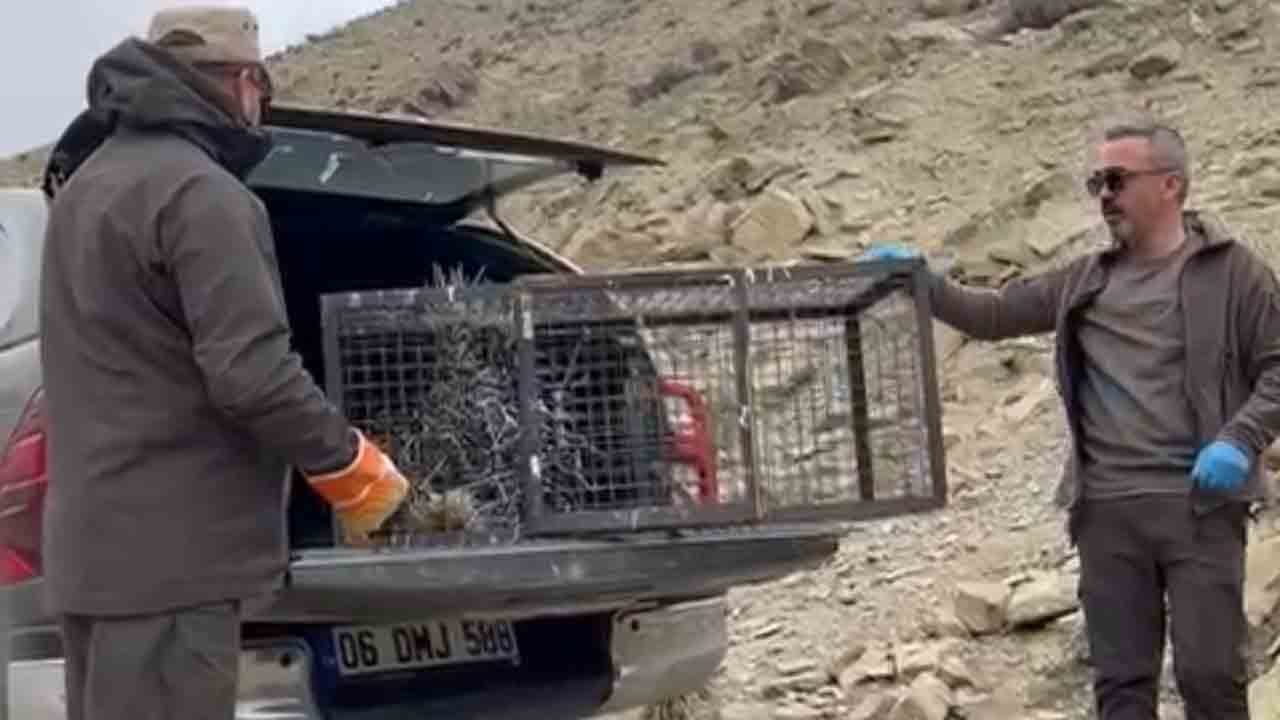 Foto - Tedaviyle hayata tutundu: Hint oklu kirpi doğaya döndü