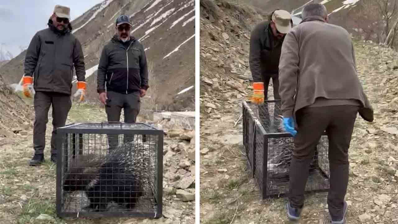 Tedaviyle hayata tutundu: Hint oklu kirpi doğaya döndü