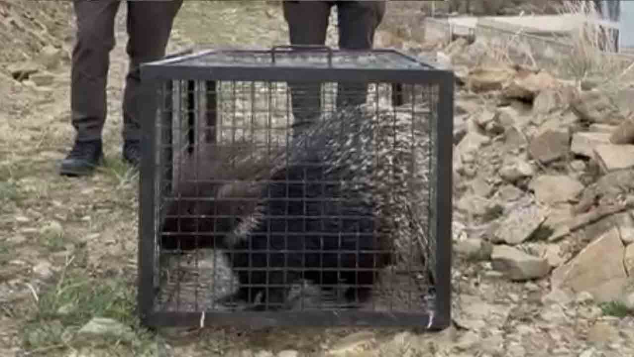 Foto - Tedaviyle hayata tutundu: Hint oklu kirpi doğaya döndü