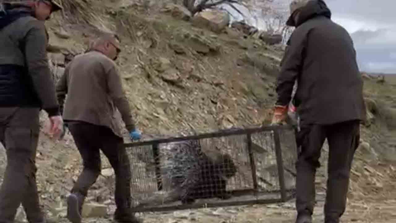 Foto - Tedaviyle hayata tutundu: Hint oklu kirpi doğaya döndü