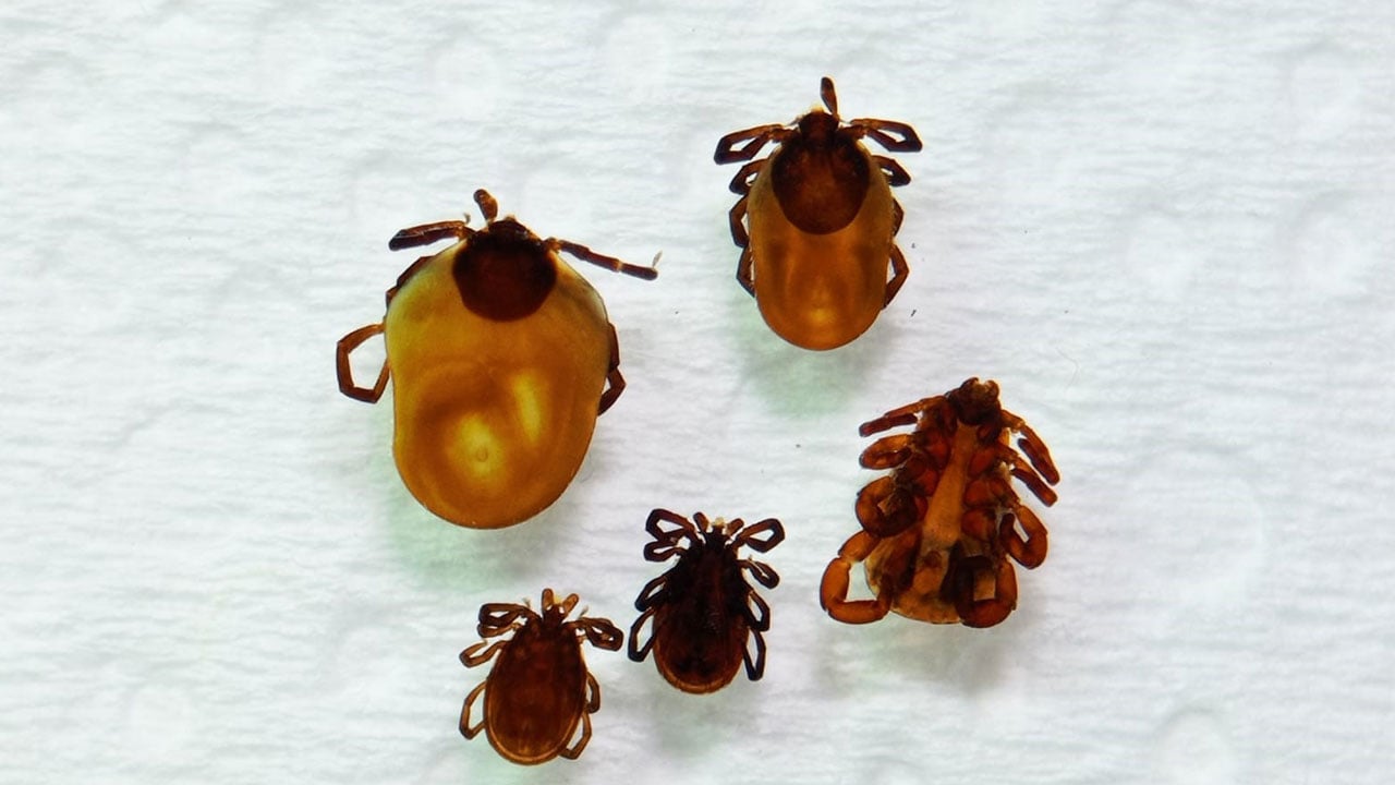 Tehlike bu sene de sürecek! Kar yağdı diye rehavete kapılmayın