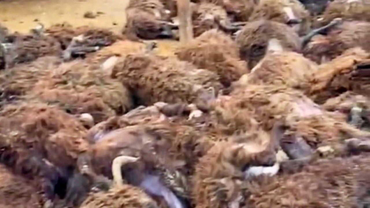 Foto - Tek başına 200 koyunu öldürdü