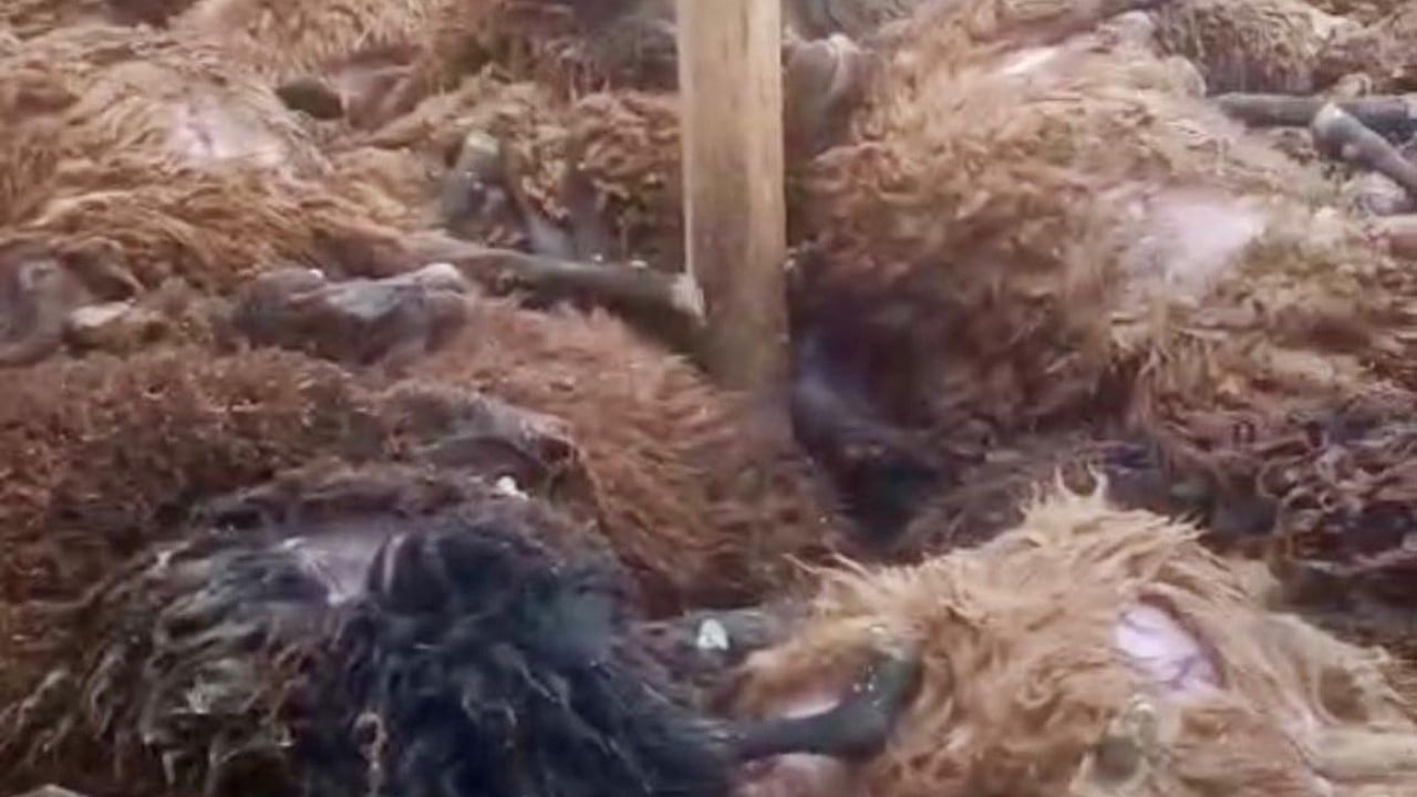 Foto - Tek başına 200 koyunu öldürdü