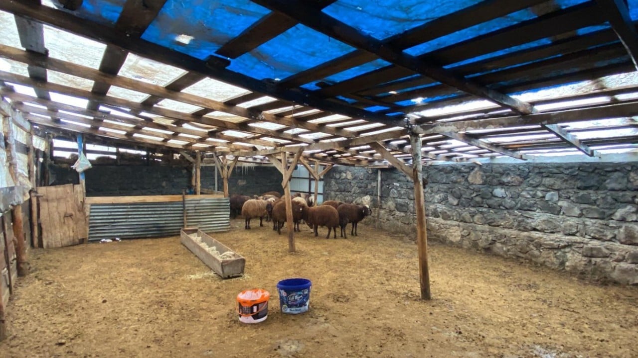 Foto - Tek başına 200 koyunu öldürdü